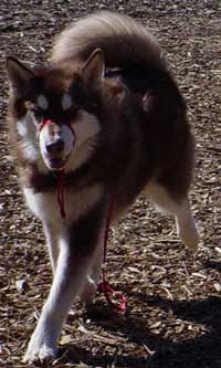 Hudons Malamutes - Cinnabar