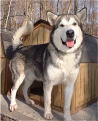 Hudsons Malamutes - Glacier