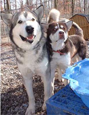 Hudsons Malamutes - Glacier