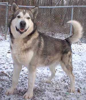 Hudsons Malamutes - Glacier