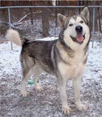 Hudsons Malamutes - Glacier