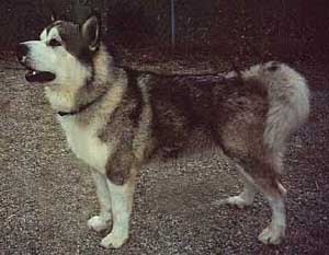 Hudsons Malamutes - Glacier