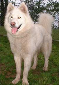 Hudsons Malamutes - Isis