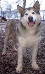 Hudsons Malamutes - Keva