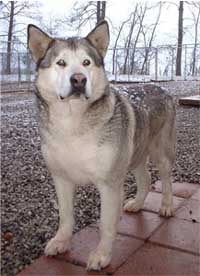 Hudsons Malamutes - Keva