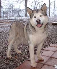 Hudsons Malamutes - Keva