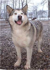 Hudsons Malamutes - Keva