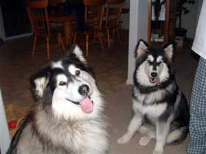 Hudons Malamutes - Kina