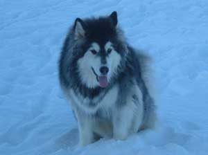 Hudons Malamutes - Kina