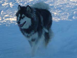 Hudons Malamutes - Kina