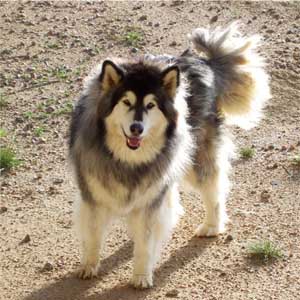 Hudons Malamutes - Kina