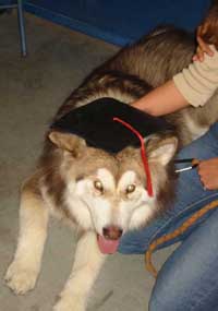 Hudsons Malamutes - Kindred - Canine Good Citizen Graduate