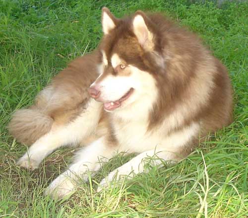 Hudons Malamutes - Kodi