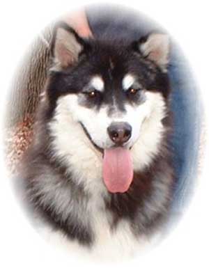 Hudsons Malamutes - Legand