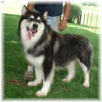 Hudsons Malamutes - Legand