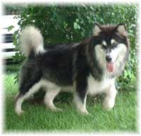 Hudsons Malamutes - Legand