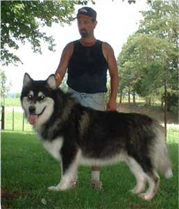 Hudsons Malamutes - Legand