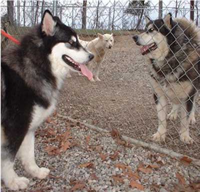 Hudsons Malamutes - Legand