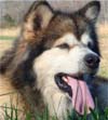 Hudsons Mae - Sable/White Alaskan Malamute