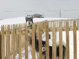 Hudons Malamutes - Misty & Gunner