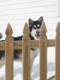 Hudons Malamutes - Misty & Gunner