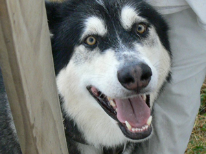 Hudons Malamutes - Misty & Gunner