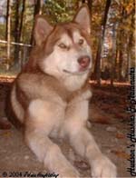 Hudsons Malamutes - Ruby