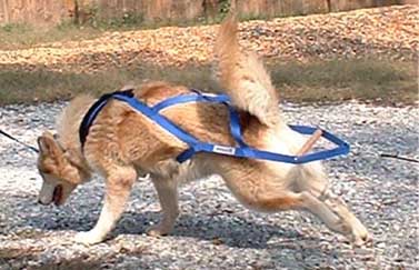 Hudsons Malamutes - Ruby Weight Pull Exercise