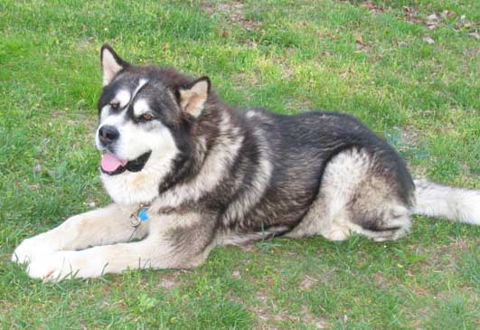 Hudsons Malamutes - Sampson