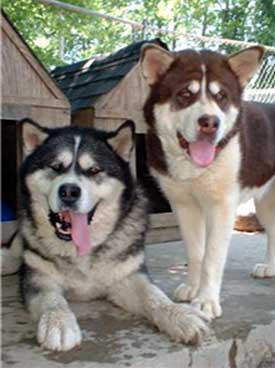 Hudsons Malamutes - Sampson and Delilah