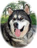 Hudsons Malamutes - Sampson