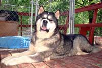 Hudsons Malamutes - Sampson