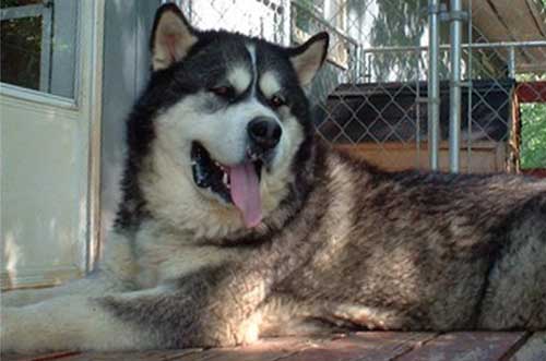 Hudsons Malamutes - Sampson