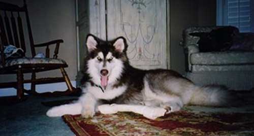 Hudons Malamutes - Cowboy - son of Sampson