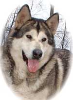 Hudsons Malamutes - Shinook