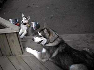 Hudons Malamutes - Sitka - Willow