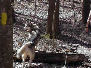 Hudons Malamutes - Sitka - Willow