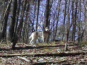 Hudons Malamutes - Sitka - Willow