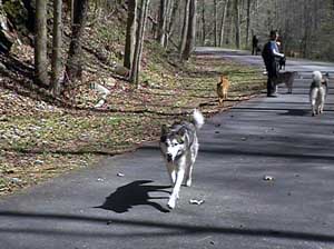 Hudons Malamutes - Sitka - Willow