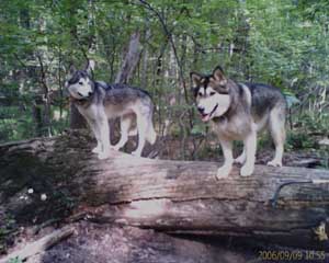 Hudons Malamutes - Sitka