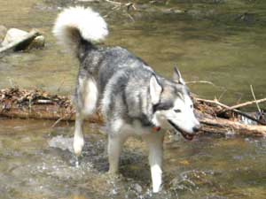 Hudons Malamutes - Sitka