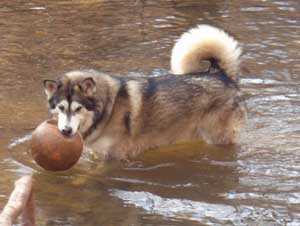 Hudons Malamutes - Sitka