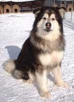 Hudsons Malamutes - Sumo