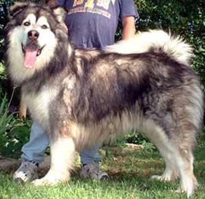 Hudsons Malamutes - Sumo