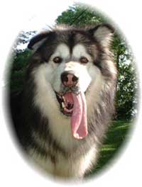 Hudsons Malamutes - Sumo