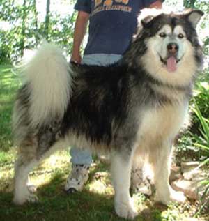 Hudsons Malamutes - Sumo