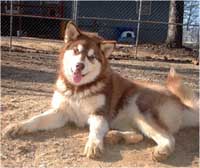 Hudsons Malamutes - Tana at 7 months