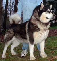 Hudsons Malamutes - Thumper