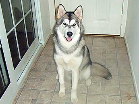 Hudons Malamutes - Ukiah