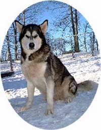 Hudsons Malamutes - Ursa